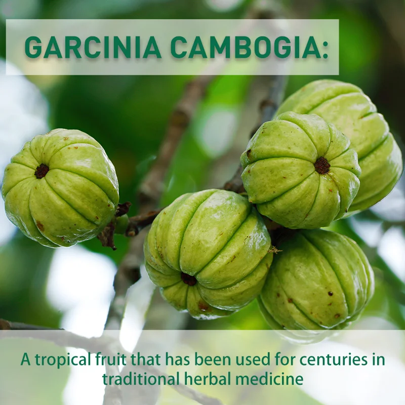 Капсулы Garcinia Cambogia — сж – обзор и цена Garcinia Cambogia Extract